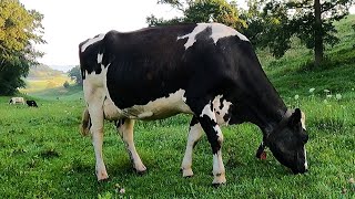 Milking Cows On A Small Family Dairy Farm!