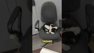 Где работает наш кот?