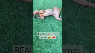 Expectation vs Reality… (but reality is WAY better) 😂🥹❤️ #vizsla #comedy #cutepuppy #viral