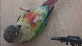 How Birds Learning amazing