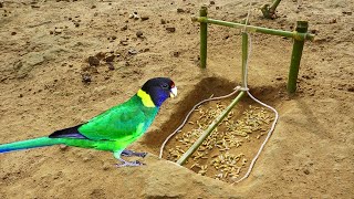 Amazing Easy Bird Trap Make From Bamboo Wood / How To Make Easy Bird Trap Work