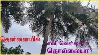 தென்னையில் எலி வெள்ளை ஈ தொல்லையா? இதை செய்யுங்கள் | Coconut Pest Management