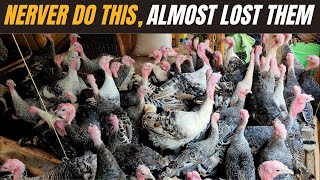 🚫 STOP Don't Transport Turkeys by Road Long Distance | Turkey Farming Beginner's Guide & Tips