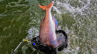 it Didn't Fit in The Net -  Snapper Dreams