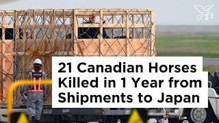 Flight to Fatality: Hidden Deaths & Injuries in Canada's Horse Export Industry