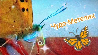 Butterfly | Як Метелик Їсть ? А Ви Знали, Що...