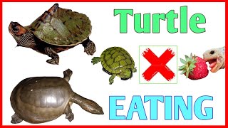 turtle not eating food / why turtle stop eating