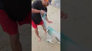 NO PODIA creer lo cantidad de peces #fishing ##viral #pesca #videos #reelsfyp #videos #reelsfyp