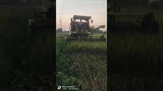 Mini harvester #virelvideo  #agriculture #farming #shortfeed #trending #paddy #navratri #2024shorts