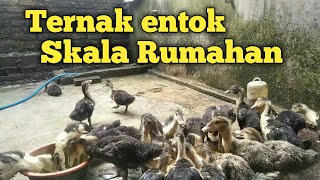 Ternak entok skala rumahan