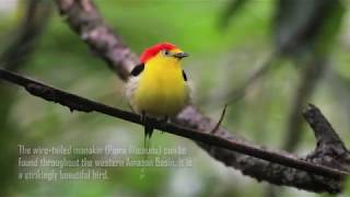 Wire-tailed manakin in action! | Amazonia Expeditions 2017