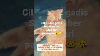 pecinta kucing 2