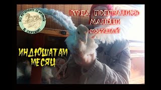 🦃Индюшатам месяц. Куда дели несушек🐥?