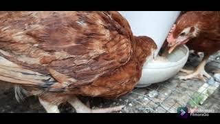 Fixing my Rhode Island chicken temporary house