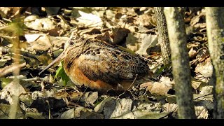 American Woodcock Bouncy Walk Maumee Bay