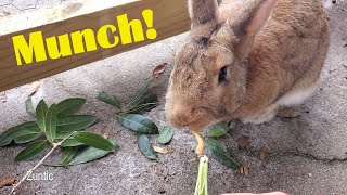 rabbit eats tiny carrot from the garden