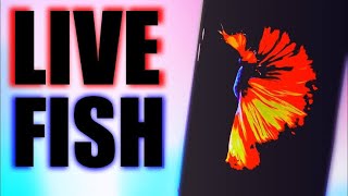 How to install iphone 6s fish live wallpapers in ios 13 /12/11 without jailbreak .