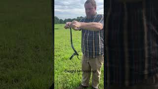 Black runner slipping through the grass! #farm #snake