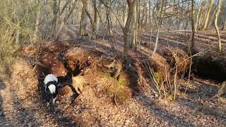 Border Collie "Górka i drzewo" #monio #bordercollie ‎@bordercolliemonio  #dog #pies #sztuczki