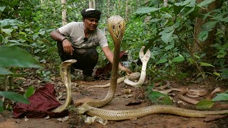 जंगल का यह खौफनाक मंज़र जिसे देख आपके रोमते खड़े होजाएगे,इतने सारे ।Angry Cobras attack during release