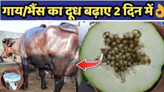 गाय भैंस के दूध बढ़ाने का no.1 उपाय/ gaay bhains ka doodh badhane ka aasan tarika