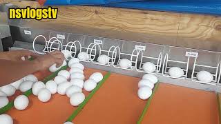 We use egg grading machine to  sort egg sizes.