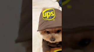 Our Yorkie got a job at UPS for the holidays 😆 #funnydogs #yorkie