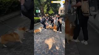 Corgi Fighting On the Street 🤣🤣🤣 #pets #corgi #corgifunny #petfunnymoments #doglover #puppies #cats