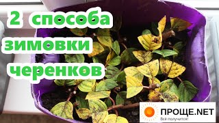 Проверим, как лучше укореняются осенние черенки метельчатой гортензии, дома или на улице.Эксперимент