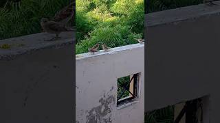 mother sparrow feeding her baby sparrow#cute sparrow#birds #shortsvideo #cutebird