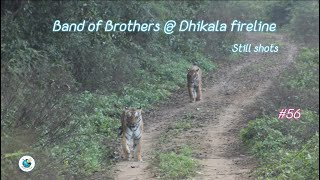 Tiger brothers | Dhikala Fireline Jim Corbett Tiger reserve