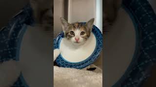 Are kitten changing their voices 😂😂😂 #funny #pets #cat #cute #funnypets #funnyvideo