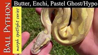 BALL PYTHON MORPH SPOTLIGHT:  The butter, enchi, pastel ghost!!