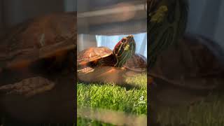 Excuse me, you have some breakfast on your face #petturtle #redearedslider #turtle #turtletank #pets