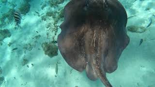 Snorkling in Cayman Islands