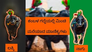 ವರಪಾಡಿ ಲಕ್ಕಿ & ಚಿತ್ಪಾಡಿ ನಾಗು ಕಂಬಳ ರೇಸ್ ಹೈಲೆಟ್ಸ್!!varapaadi lucky and Udupi chithpadi(jappu)naagu !!