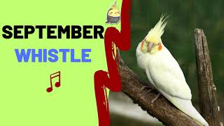 COCKATIEL SINGING SEPTEMBER PRACTICE WHISTLE- Cockatiel Singing Training - Parrot Song Practice