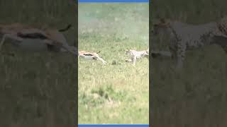 চিতা ও হরিণ #চমৎকার #natural #আগাগোড়া #animals #reels #Cheetah #Deer