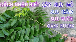 Hướng Dẫn Nhận Biết Cây Sưa Đỏ - Sưa Vườn - Cây Sưa Trắng - Giáng Hương Đơn Giản Nhất