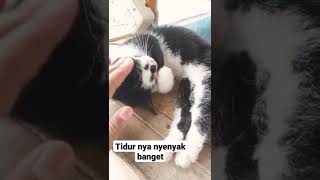 kucing nya nyenyak banget //#catslover