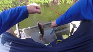 How to Chum Fish for Mangrove Snapper in Miami's Backwater Creeks and Canals