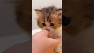 Cute cat videos 💞😍🥰😘 #viralvideos #cat #cutecat #cute #trending #youtubeshorts