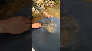 Gold Finding |Nature | Treasure Finding #satisfying #shorts #viralshorts