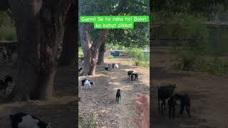 Garmi Se ho raha hai Bakri ko bahut dikkat || #shorts #goat #viral #viral