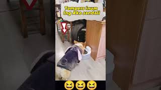 Slightly break.haha #funnyvideo #comedy #shorts #shortvideo #dog #dogs