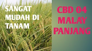 CBD 04  POTENSI TINGGI