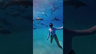 Diving with dolphins 🐬