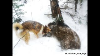 Лайки поймали кабана. Охота с лайками на кабана./ Laika caught boar. Hunting for wild boar with dogs