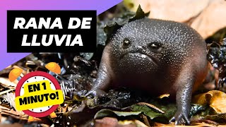 Rana de Lluvia 🐸 La Rana Aguacate! | 1 Minuto Animal