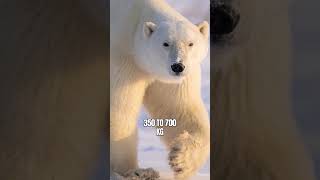 Polar Bear Lord of the Arctic | Planet’s Biggest Land-Based Carnivore #shorts